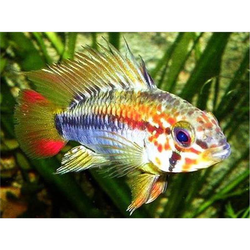 Apistogramma macmasteri red mask - imagine 3